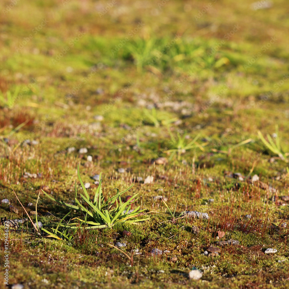 texture small green moss and grass as a background. texture small green moss and grass as a background.