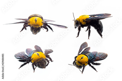 collection of Bumblebee isolated on white background