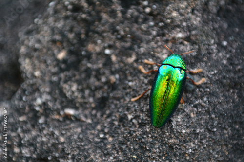 metallic wood-boring beetle in the rock background