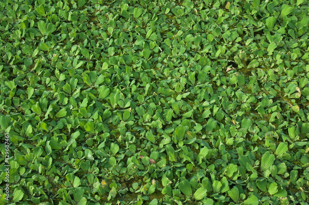 Green duckweed in the canal, water hyacinth