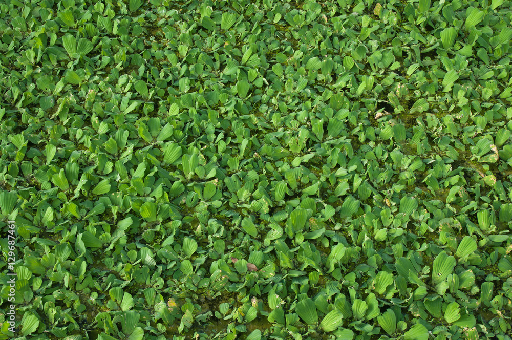 Green duckweed in the canal, water hyacinth Green duckweed in the canal, water hyacinth