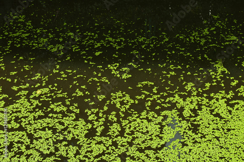 Green duckweed on background of pond
