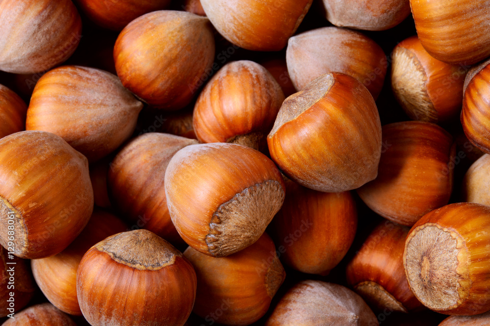 Hazelnut. Fresh organic filbert. Nuts macro. Hazelnut background. Hazelnut. Fresh organic filbert. Nuts macro. Hazelnut background.
