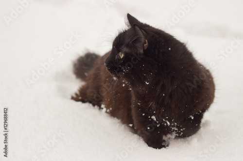 Beautiful fluffy black cat with yellow eyes on white snow winter © Oksana Bessonova