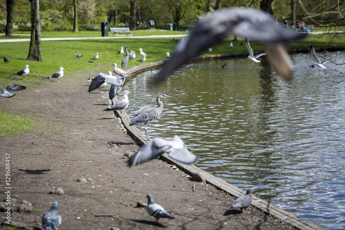 Great Blue Heron (Ardea herodias) surrpunded by pigeons flying around in the park photo