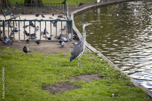 Great Blue Heron (Ardea herodias) on the grass by a pond in the park photo