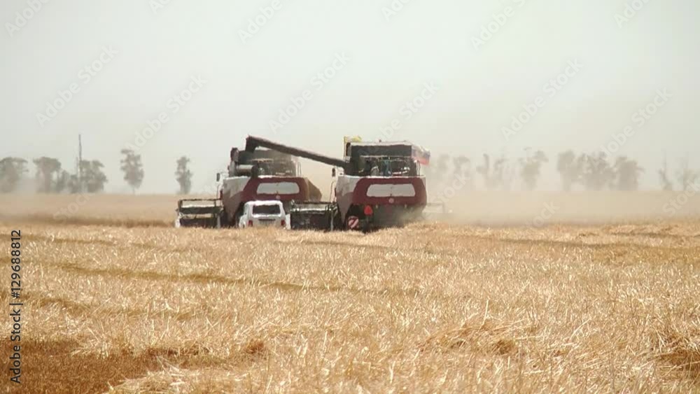 agriculture and harvester Combine harvester gathers the wheat crop agriculture and harvester Combine harvester gathers the wheat crop