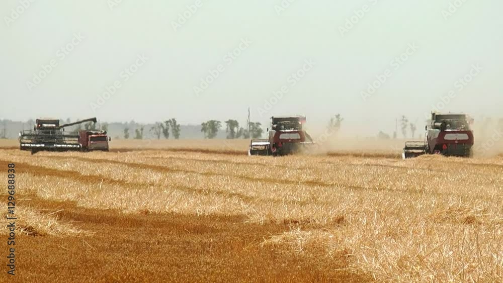 agriculture and harvester Combine harvester gathers the wheat crop agriculture and harvester Combine harvester gathers the wheat crop