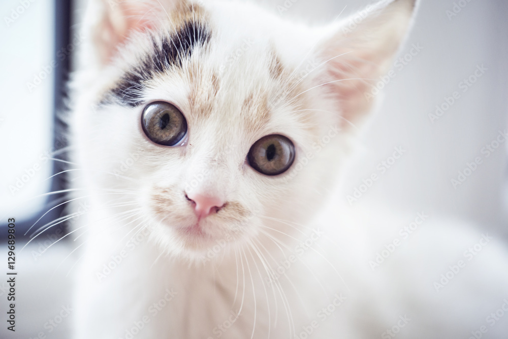 White kitten at the window