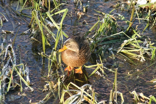 duck on the water  9