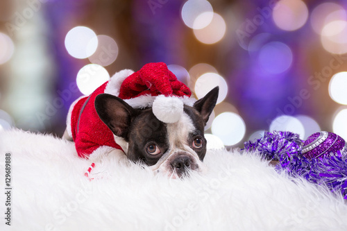 French bulldog in santa helper costume for Christmas © Patryk Kosmider