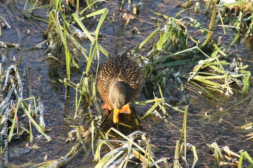 duck on the water  8