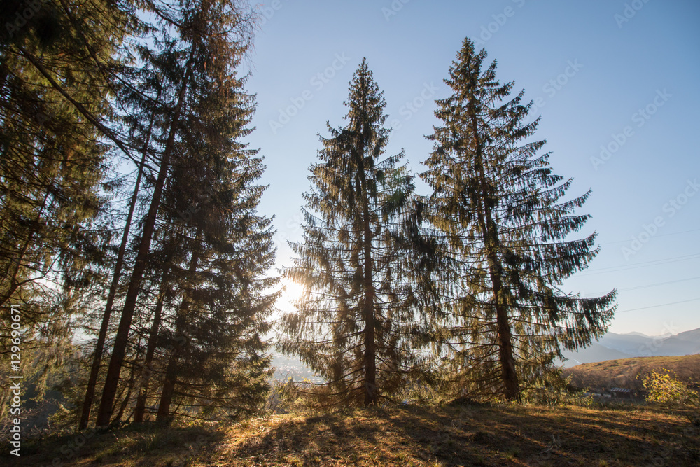 Abendsonne bricht durch den Wald