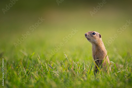 Ground Squirrel Standing on Meadow and Looking into The Distance