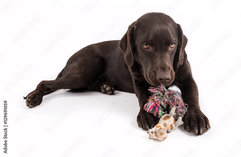 Fototapeta premium Brown labrador