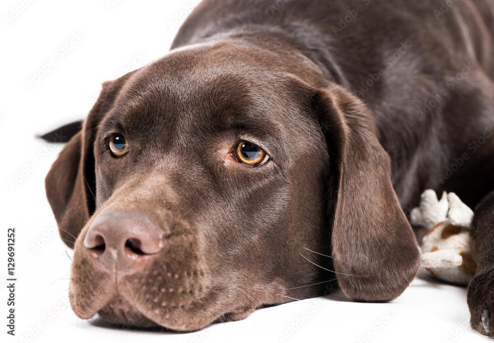 Brown labrador