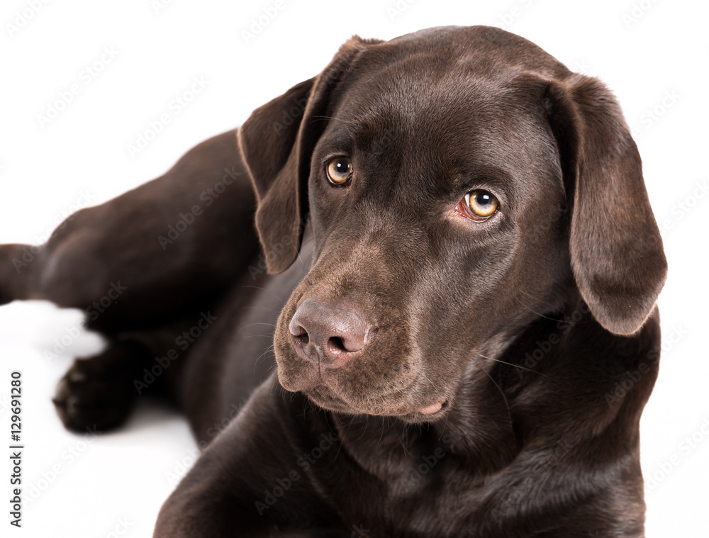 Brown labrador