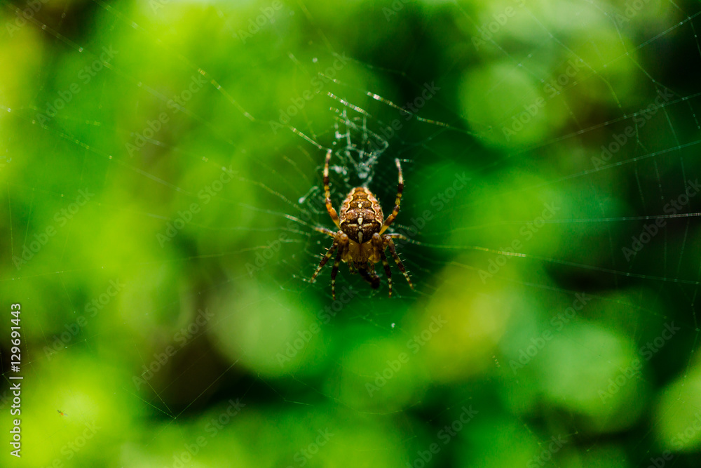 Spider Spider