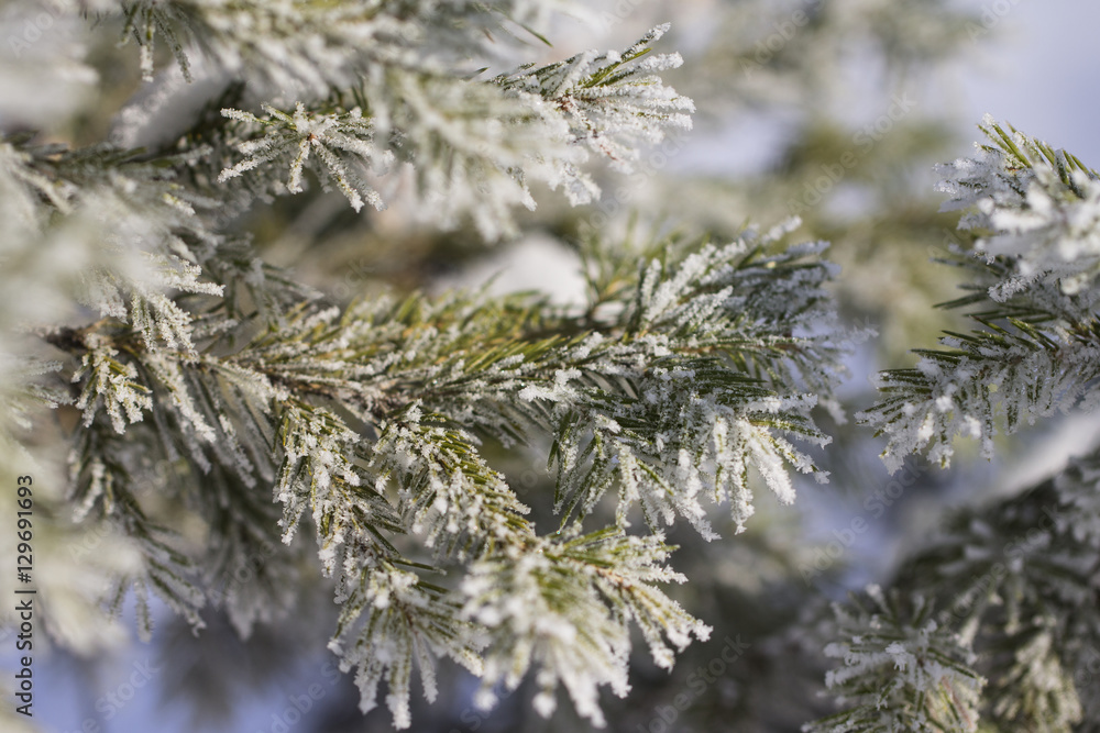 Branch of a Christmas tree with hoarfrost Branch of a Christmas tree with hoarfrost