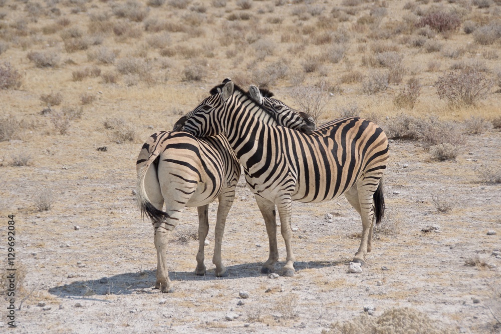 Two Burchell's zebras hugging each other in Etosha National Park, Namibia Two Burchell's zebras hugging each other in Etosha National Park, Namibia