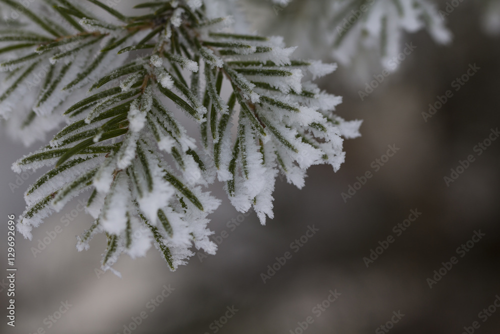 Branch of a Christmas tree with hoarfrost Branch of a Christmas tree with hoarfrost