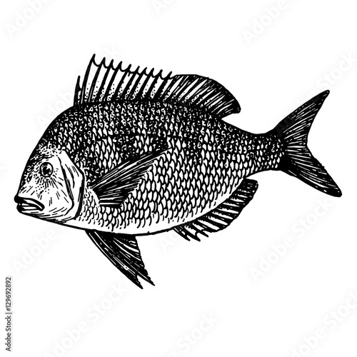 sketch realistic fish predator