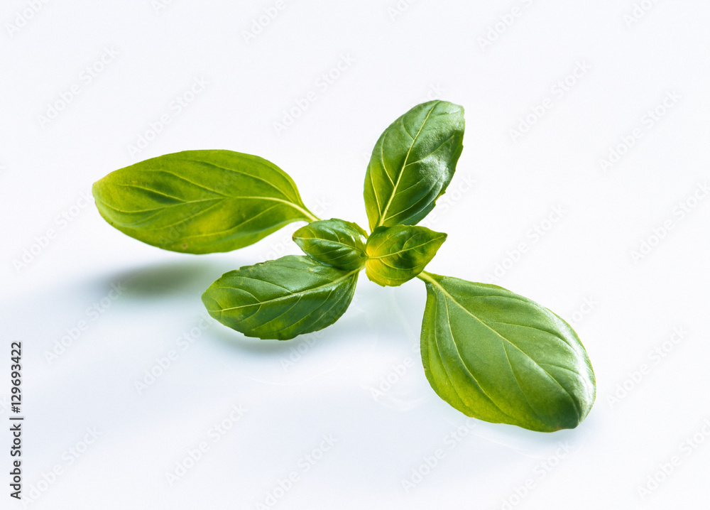 Basil leaves on white background Basil leaves on white background