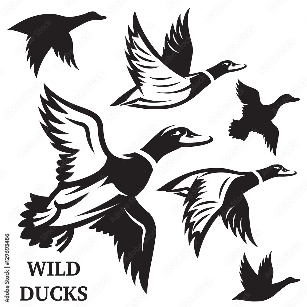 Obraz premium Vector set of flying wild ducks. Vector illustration.