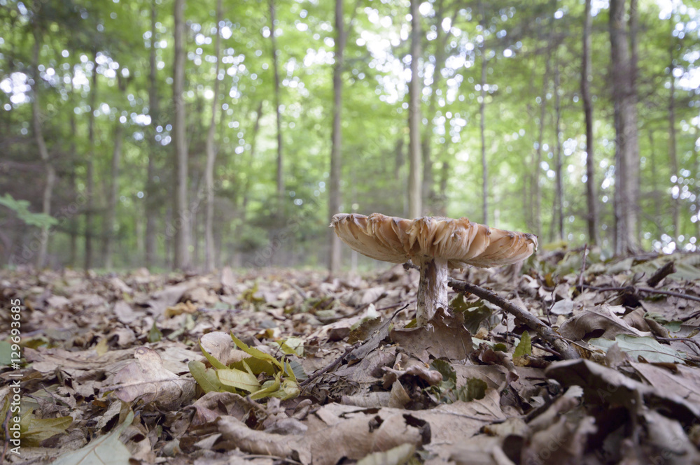Obraz premium mushroom