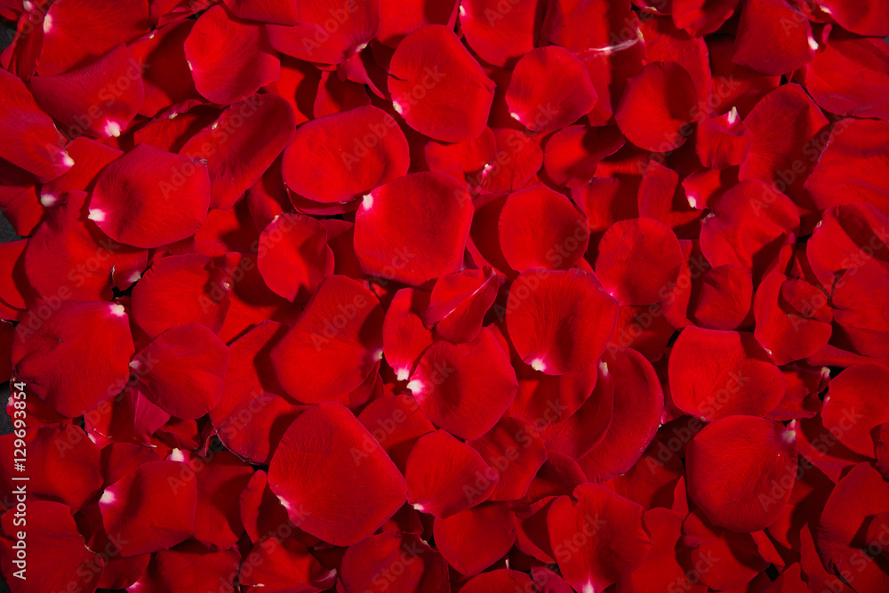 Background of red roses. A lot of rose petals. postcards, Wallpaper