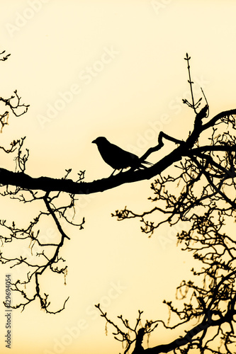 black silhouette of a raven perched on the bare branches of a tree