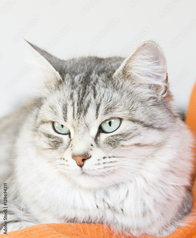 beautiful female silver cat of siberian breed in the house beautiful female silver cat of siberian breed in the house