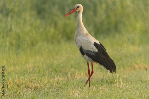 stork