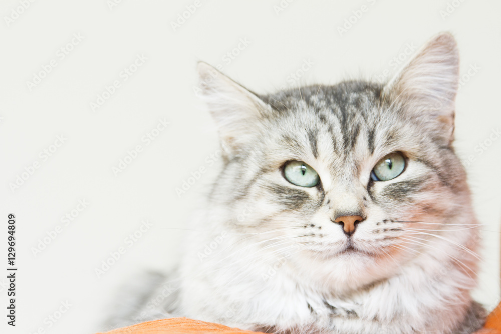 beautiful female silver cat of siberian breed in the house beautiful female silver cat of siberian breed in the house