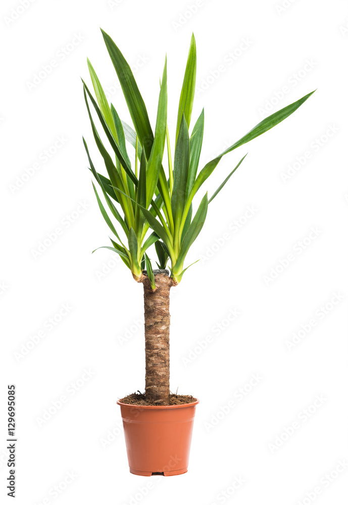 Houseplant Yucca A potted plant isolated on white background