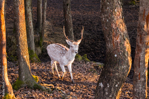 Gepunkteter Hirsch im Wald  Abendsonne