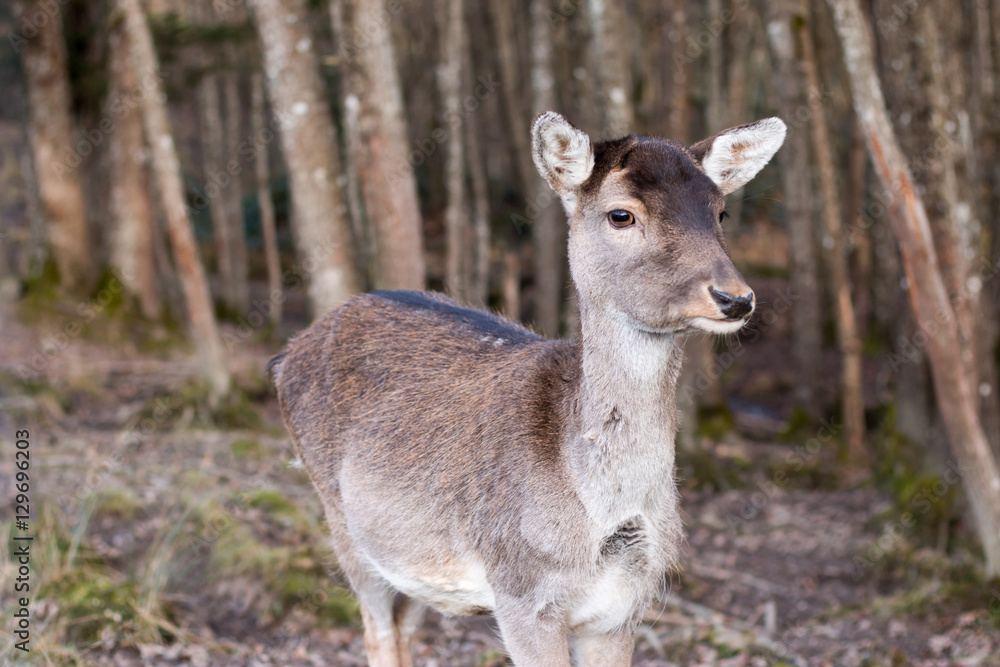 Junges Rehkitz im Wald