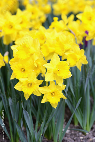 Fototapeta Naklejka Na Ścianę i Meble -  Daffodil blossom in springtime.