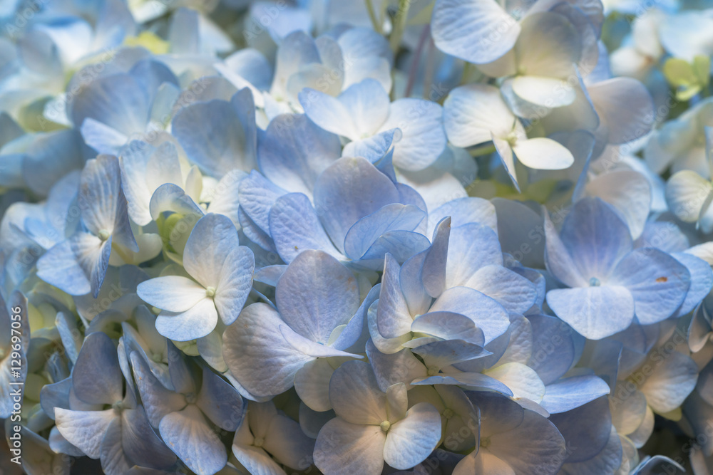Closeup of hydrangea
Closeup of hydrangea