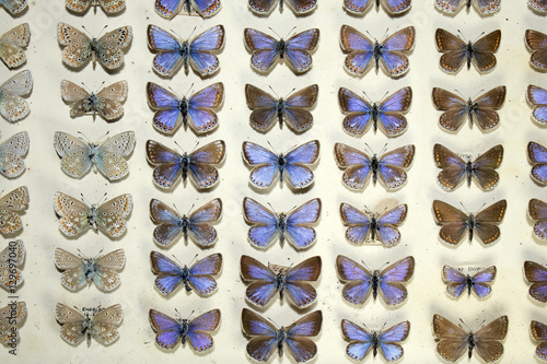 Collection of Victorian Butterflies