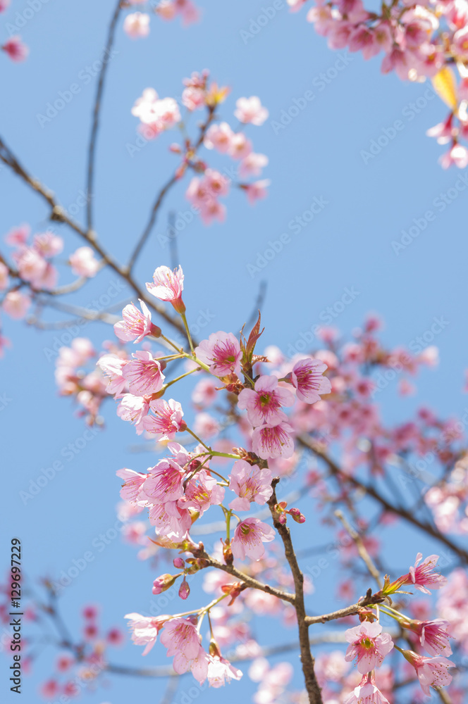 Obraz premium Wild Himalayan Cherry spring blossom