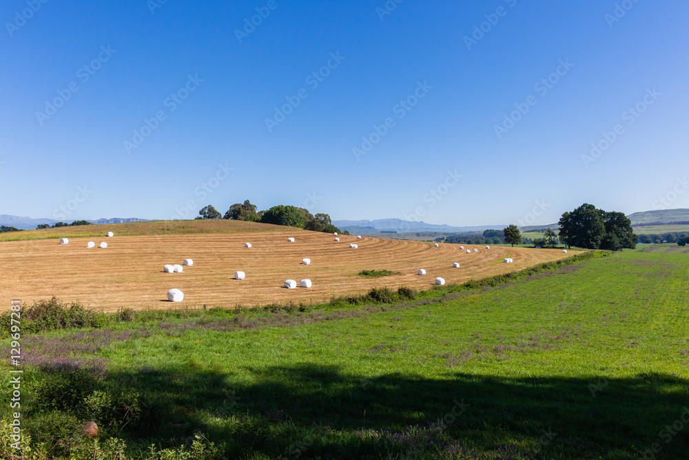 Farming Grass Bales animal feed for winter