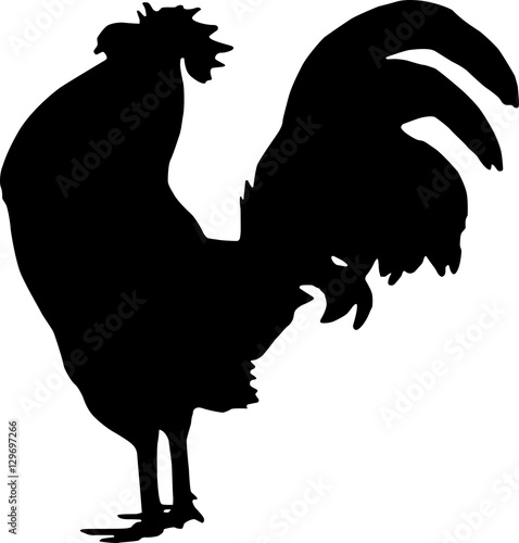rooster silhouette cock