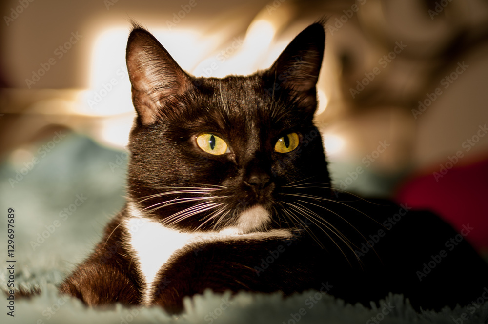 black cat with a white shirt front black cat with a white shirt front