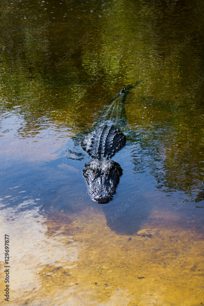 Naklejka premium Alligator in Everglades, Florida