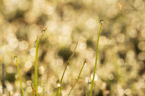 Sunrise in dew drops on grass blades on a dewy bokeh background © pimmimemom