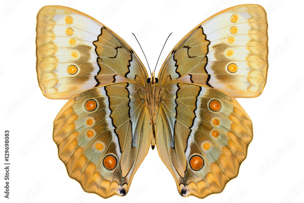 Naklejka premium Jungle Queen, large butterfly from Thailand (Stichophthalma louisa, underside) isolated on white background