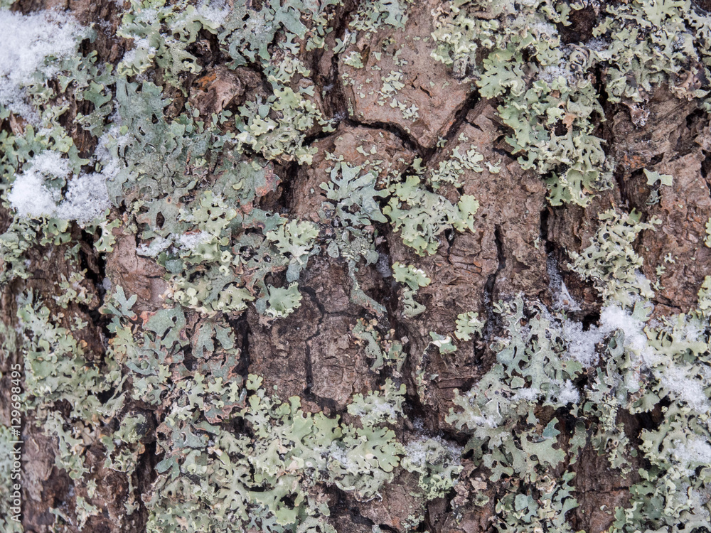 Pine bark with moss, texture, winter