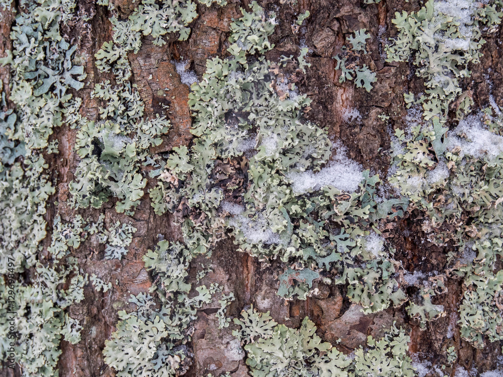 Pine bark with moss, texture, winter Pine bark with moss, texture, winter