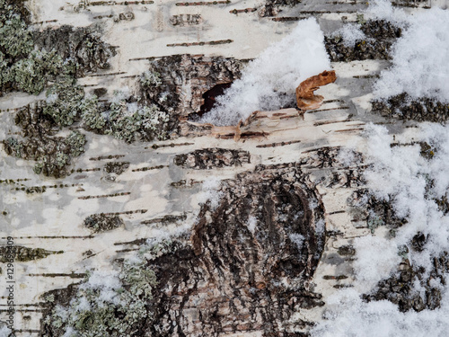 The bark of curly birch, winter, texture photo